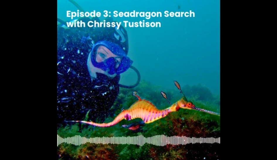 Episode 3: Seadragon Search with Chrissy Tustison