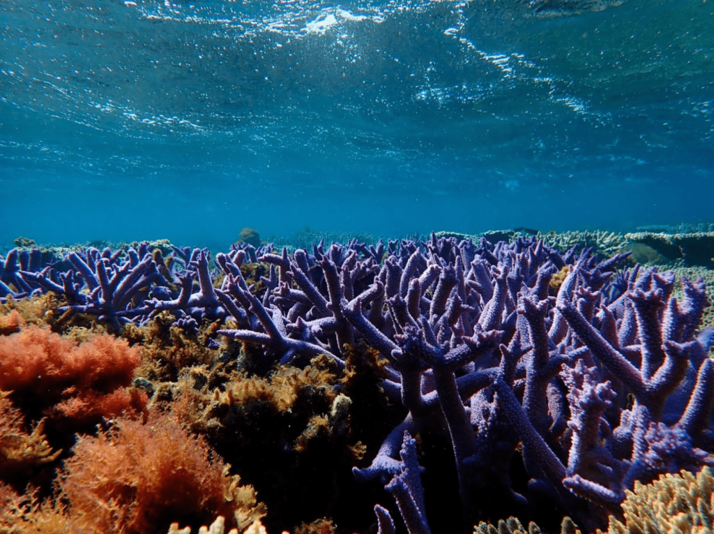 Underwater view of purple branching coral and orange and brown coral and algae in foreground. Sunlight filters down from above.