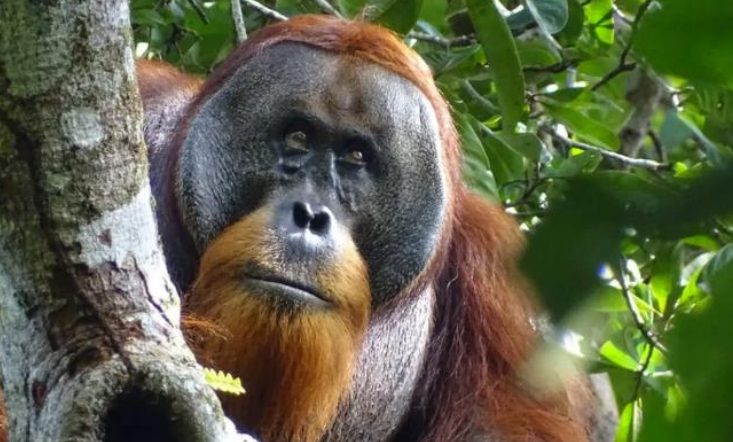 Science Writing: Wisdom of the Wild