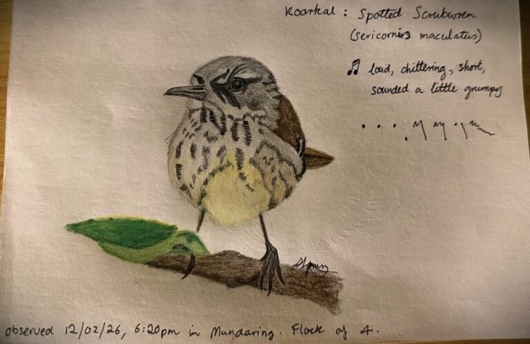 Hand drawing of a songbird with annotations about the sighting