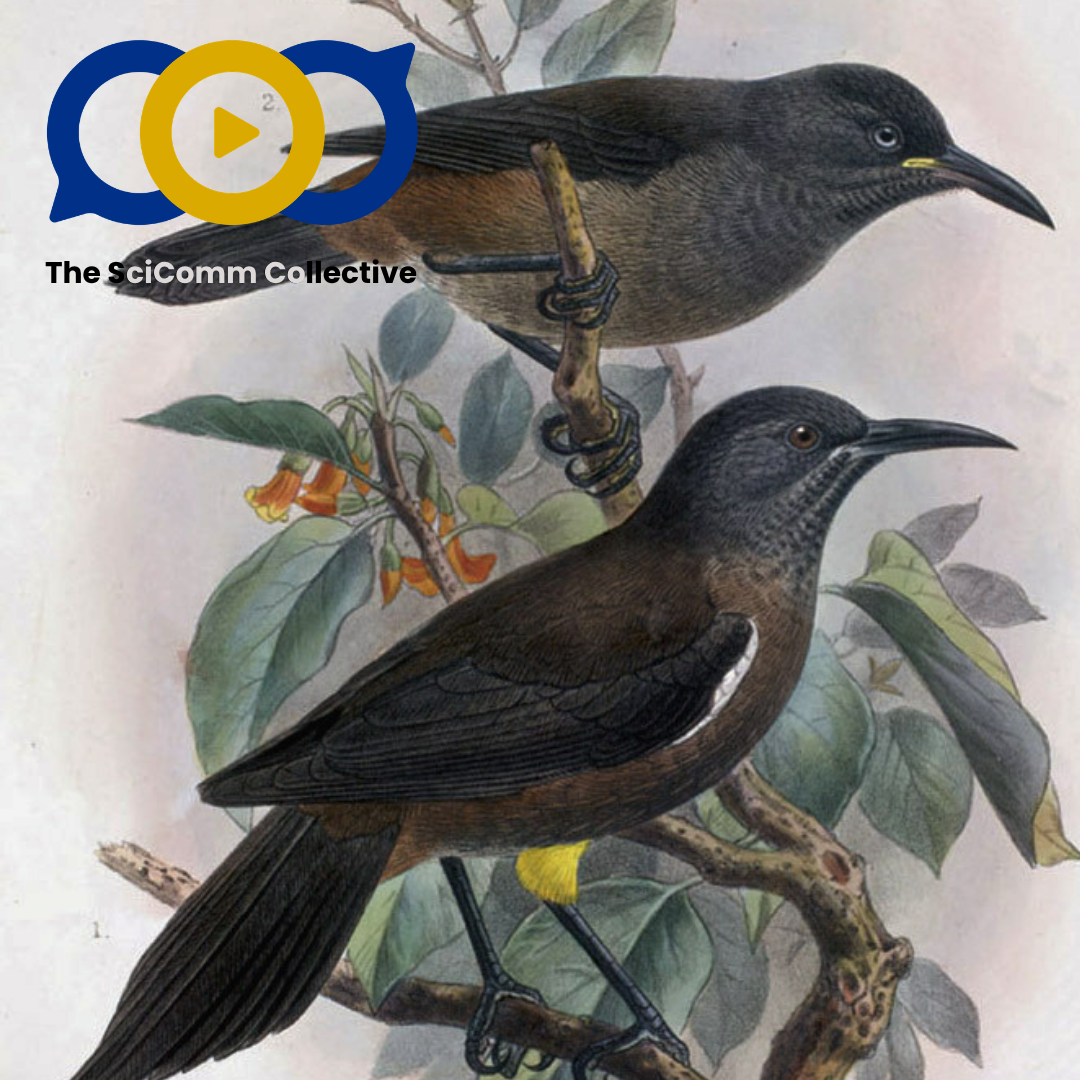 A hand drawn illustration of two passerine birds