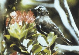 Slurry image of a passerine bird with dark feather and sharp beak at a flower