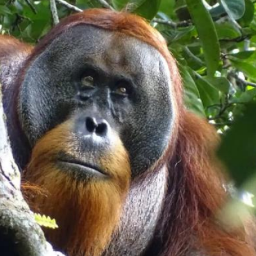 Science Writing: Wisdom of the Wild