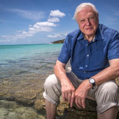 Letters to Sir David Attenborough