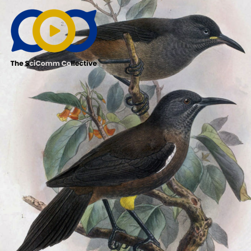 A hand drawn illustration of two passerine birds