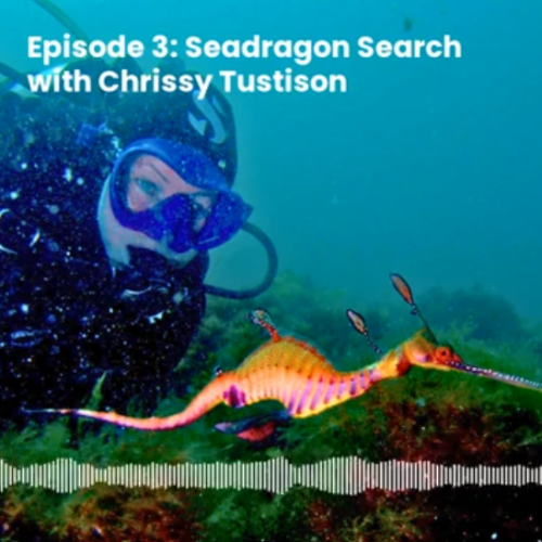 Episode 3: Seadragon Search with Chrissy Tustison